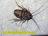 /home//u458753944/public_html/sourcegallery//////////////////////////Insects and small critters/roaches (Blattodea)/P1060843.JPG
